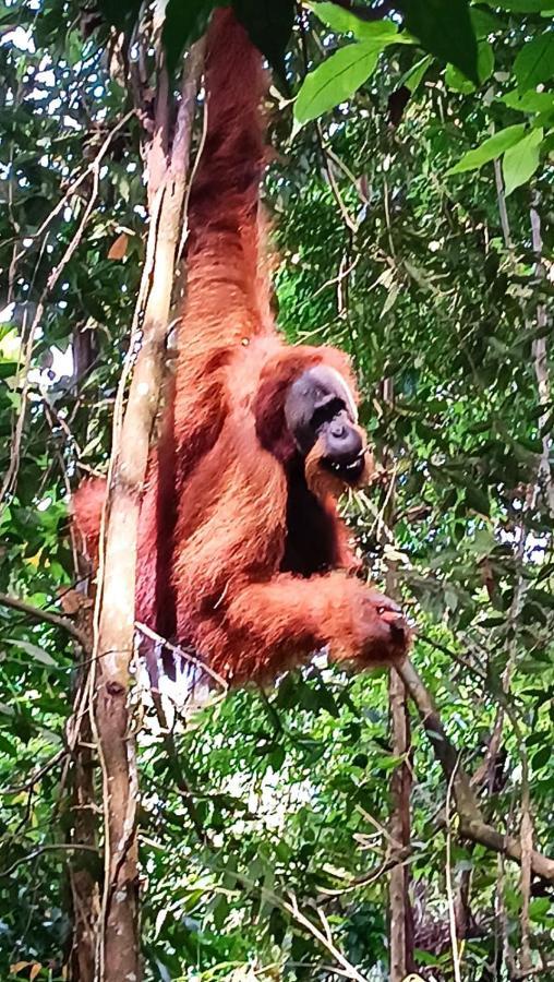 On The Rocks Bungalows, Restaurant And Jungle Trekking Tours بوكيت لاوانج المظهر الخارجي الصورة